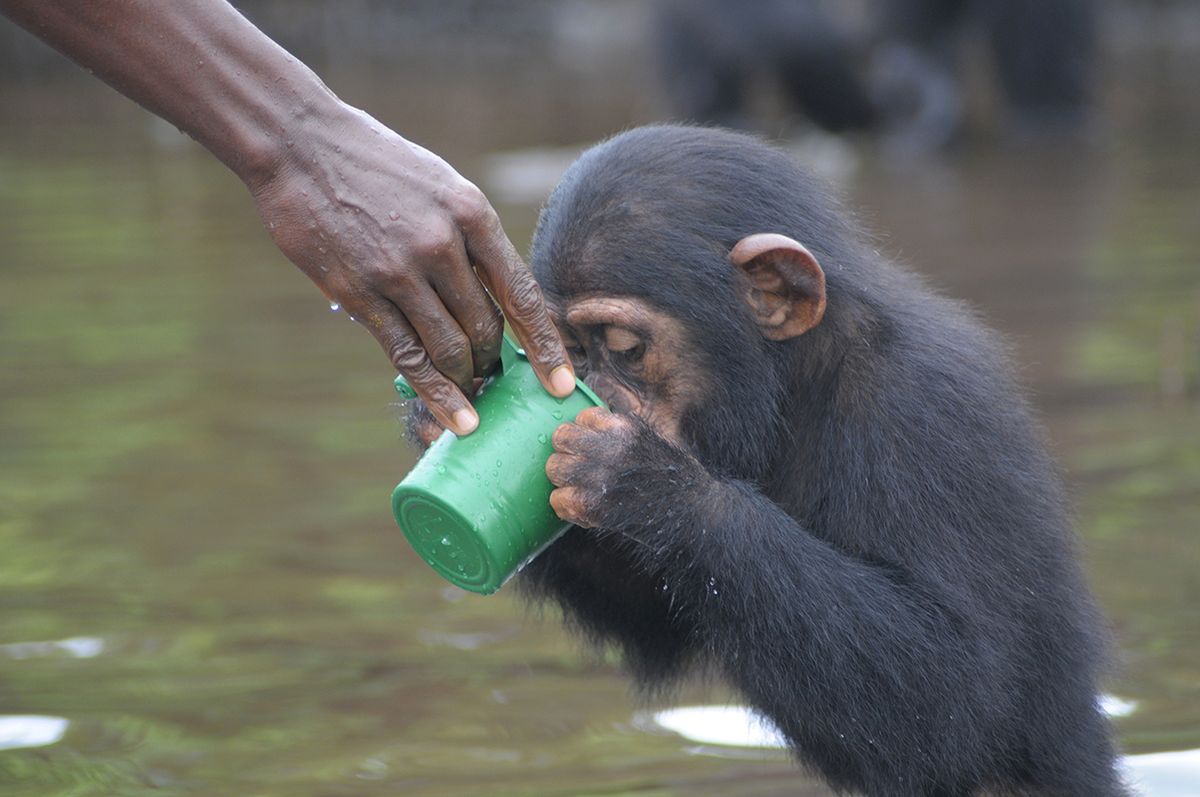 These Lab Chimpanzees Are Getting a 2nd Lease on Life | Live Science