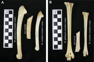 Archaeological turkey specimens compared with modern M. gallopavo and M. ocellata: A) right ulnae, and B) left tarsometatarsi.