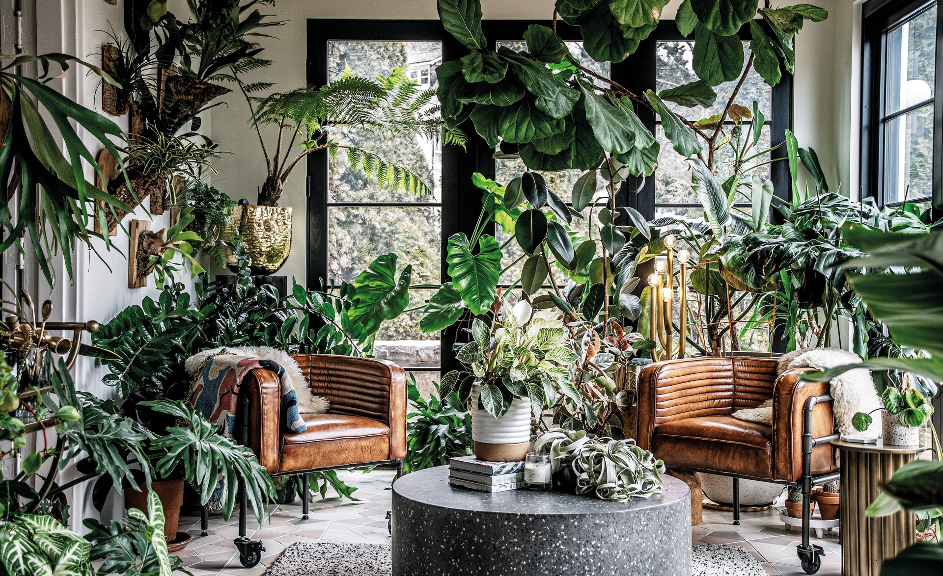 10 Indoor Climbing Plants That Will Help Elevate Your Home | Livingetc