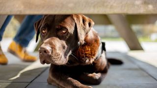 Brown dog lying down under a table outside looking sad