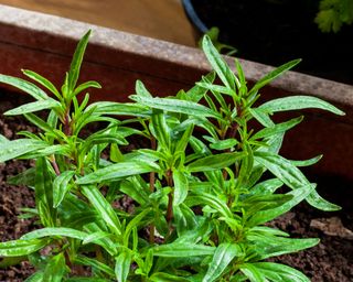 the herb savory growing