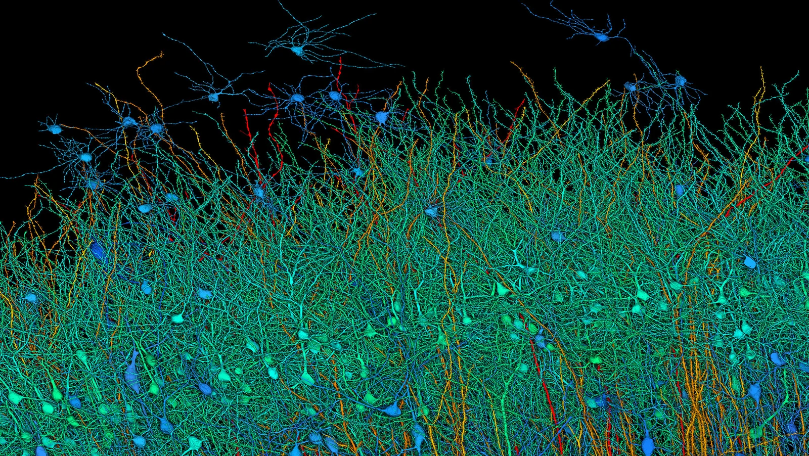 Full scan of 1 cubic millimeter of brain tissue took 1.4 petabytes of ...