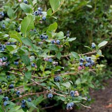 Ripe Blueberries Ready to Harvest