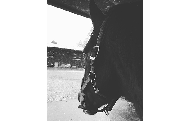 Enjoying the view (from a warm stable&hellip;)