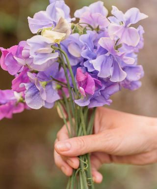 hand holding a bunch of sweet peas