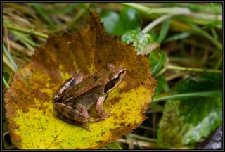 An agile frog on a leaf.