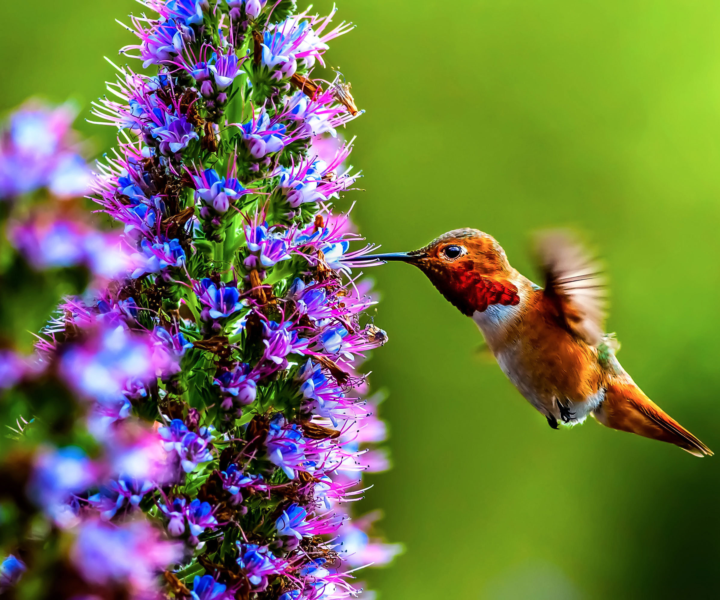 hummingbird feeding from large purple agastache plant