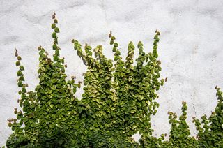 A bunch of creeping fig vines trailing across a textured stucco wall