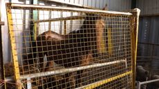 A woman has been sentenced after keeping horses in unacceptable conditions, as pictured, and for failing to meet the needs of 13 horses, in an RSPCA prosecution case