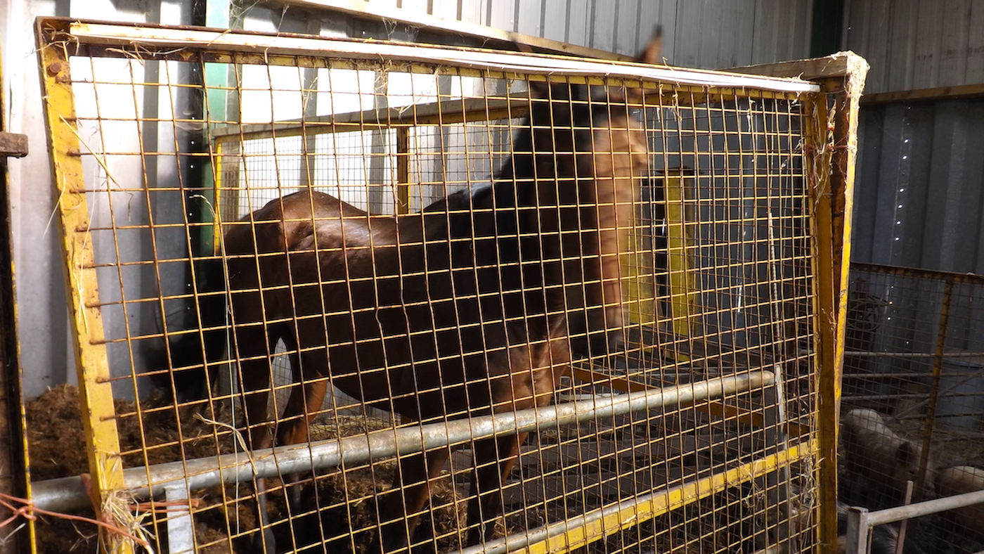 A woman has been sentenced after keeping horses in unacceptable conditions, as pictured, and for failing to meet the needs of 13 horses, in an RSPCA prosecution case