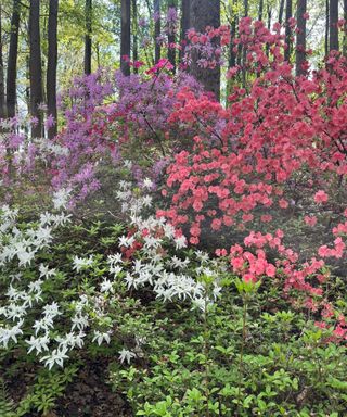 PInk, purple and white azaleas growing in the woods