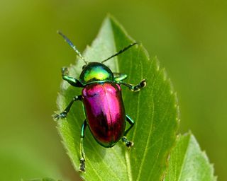 colorful beetle