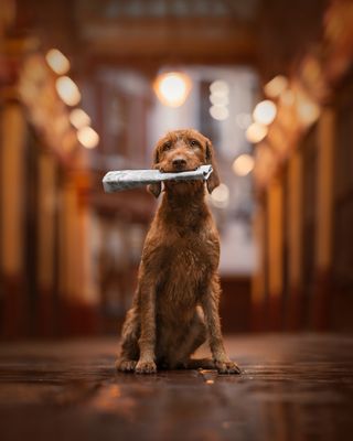 Dog Photography Awards 2024 entrant