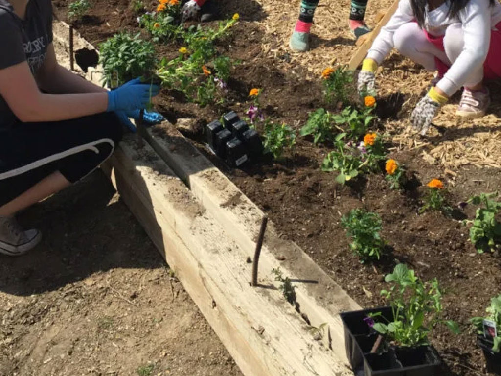 People planting flowers in a raised garden bed