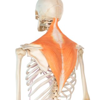 Computer illustration of trapezius muscle on human skeleton