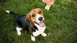 Beagle waiting to be given a no bake dog treat