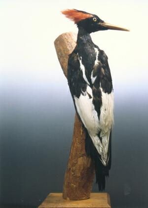 Imperial woodpecker