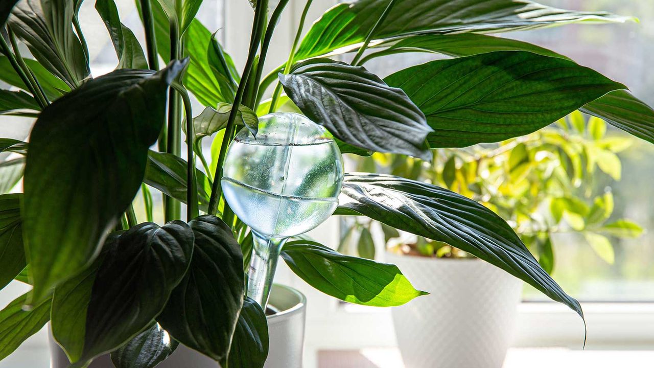 plant watering globe in potted houseplant