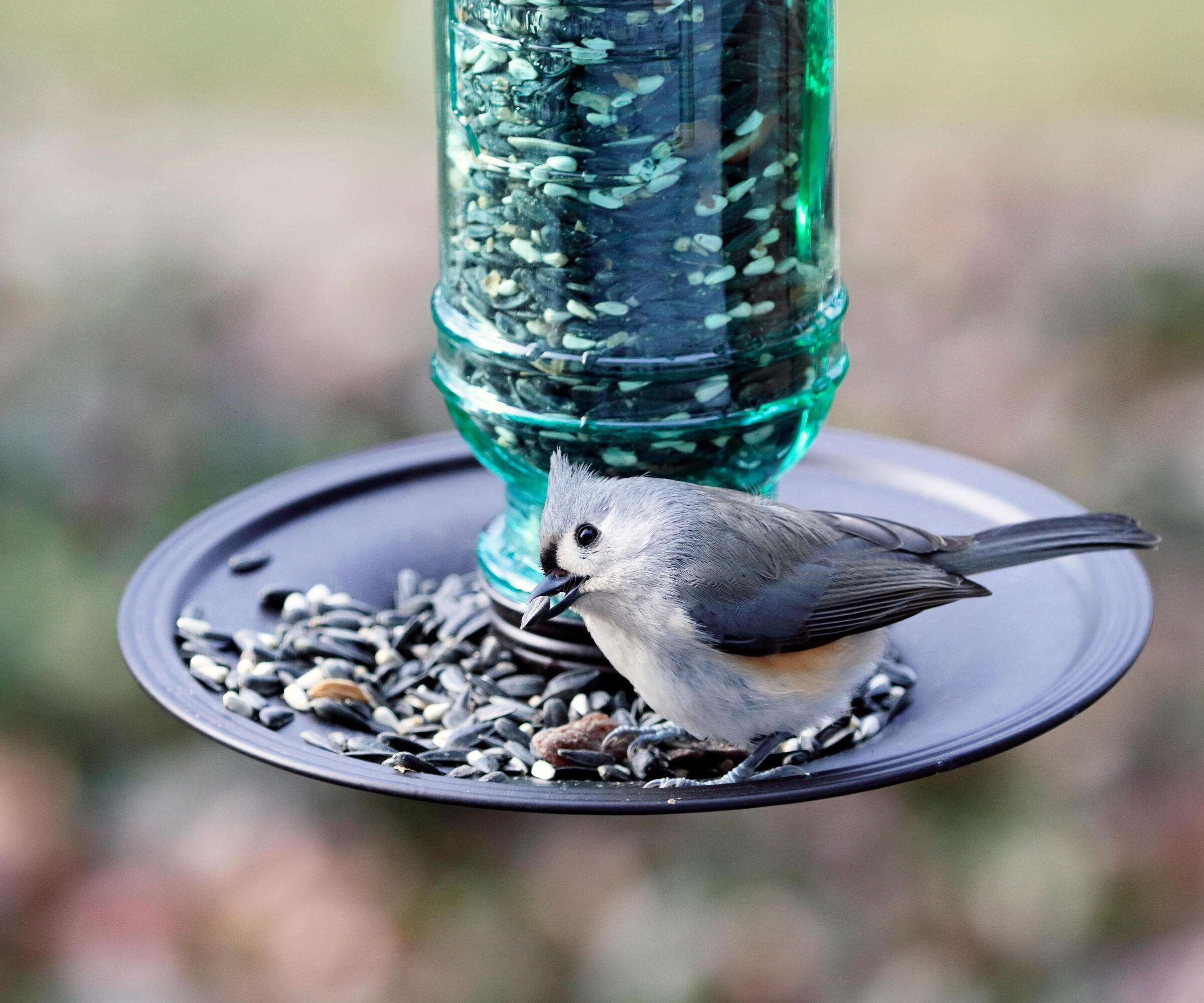 Tufted Titmouse, Baeolophus bicolor, eating at a bird feeder