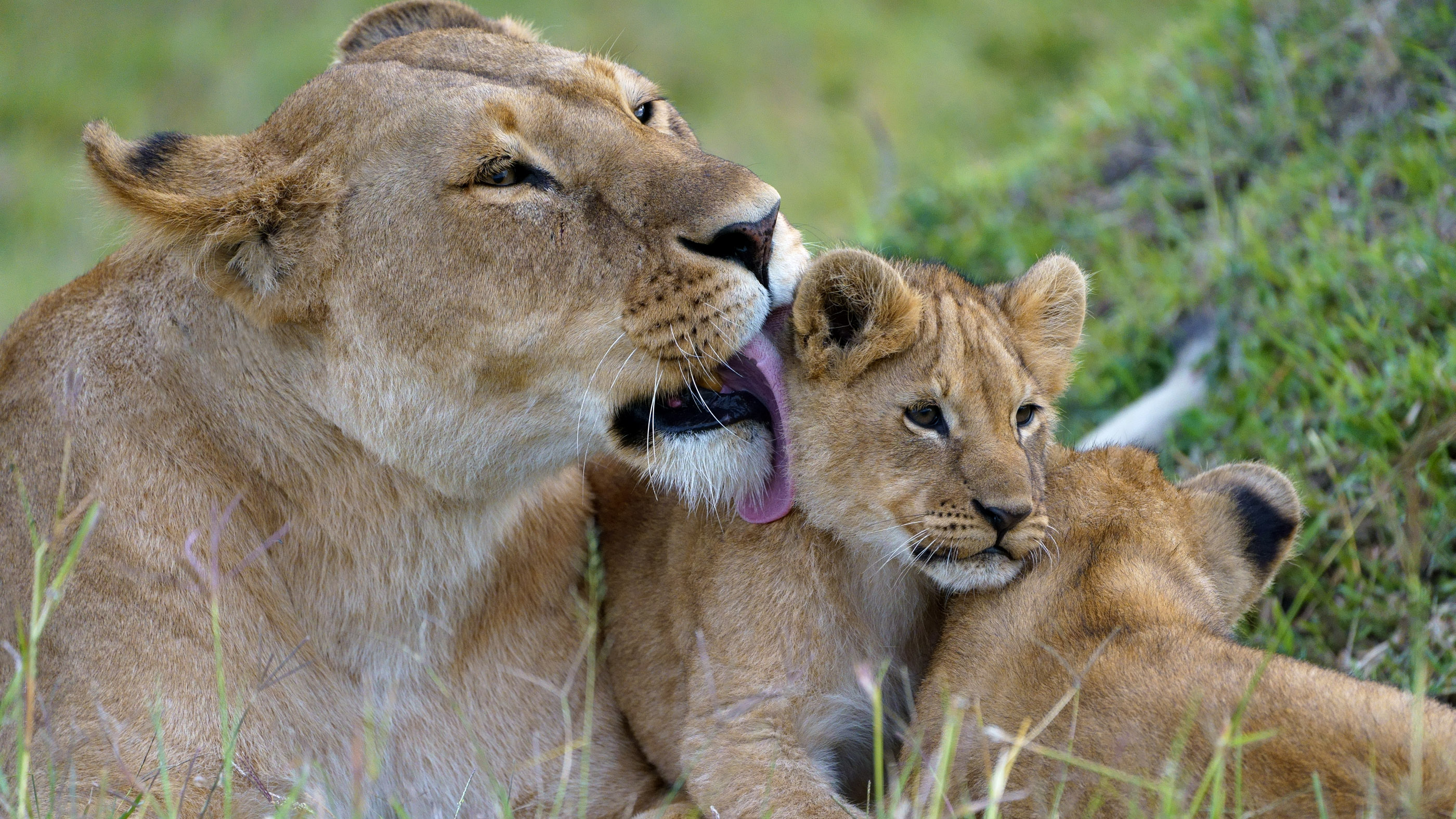 Lioness licking her cubs with her tongue.