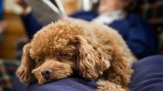 Poodle sleeping on lap