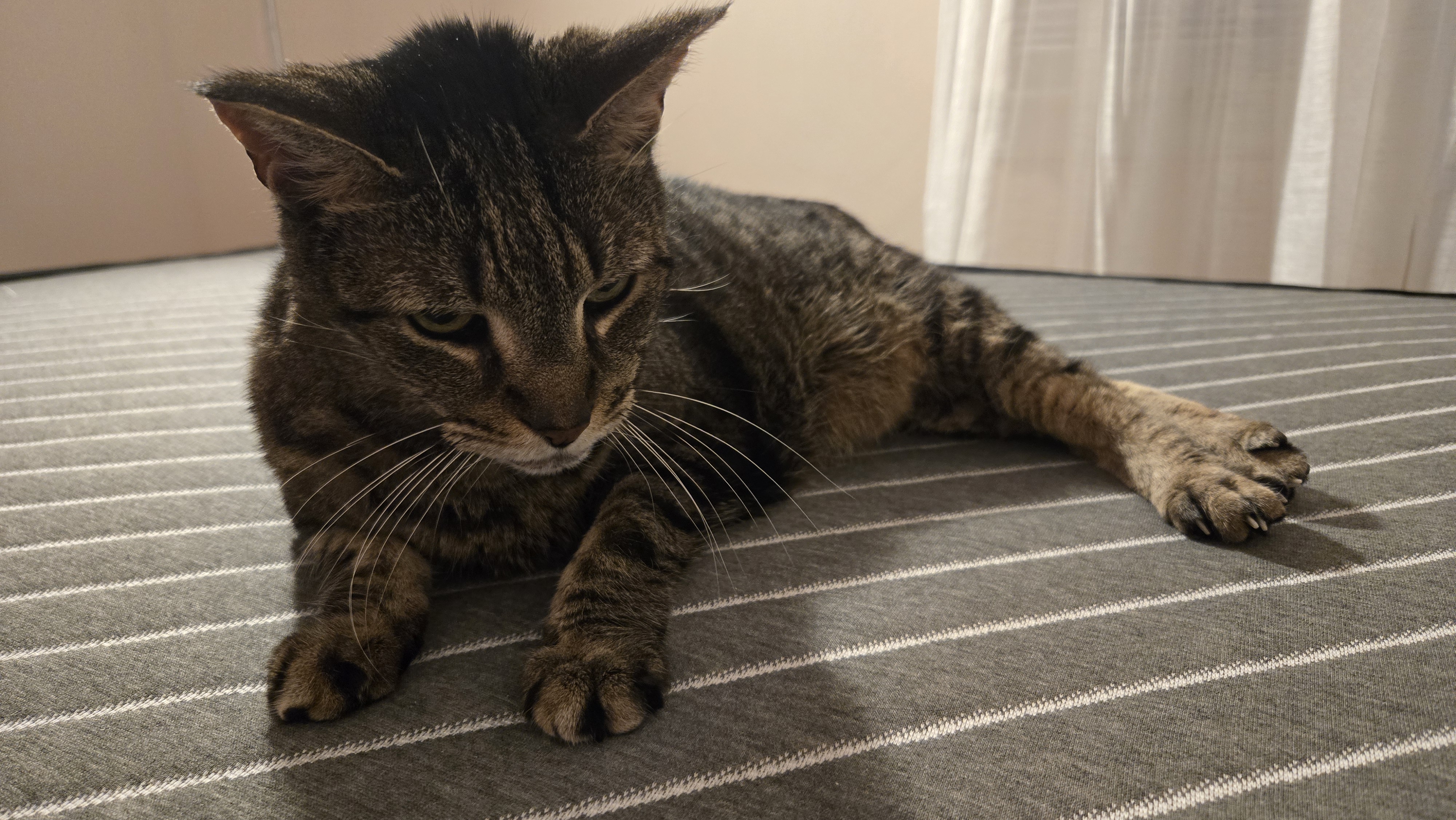 A fussy tabby cat sprawls across the Siena Premier Hybrid Mattress