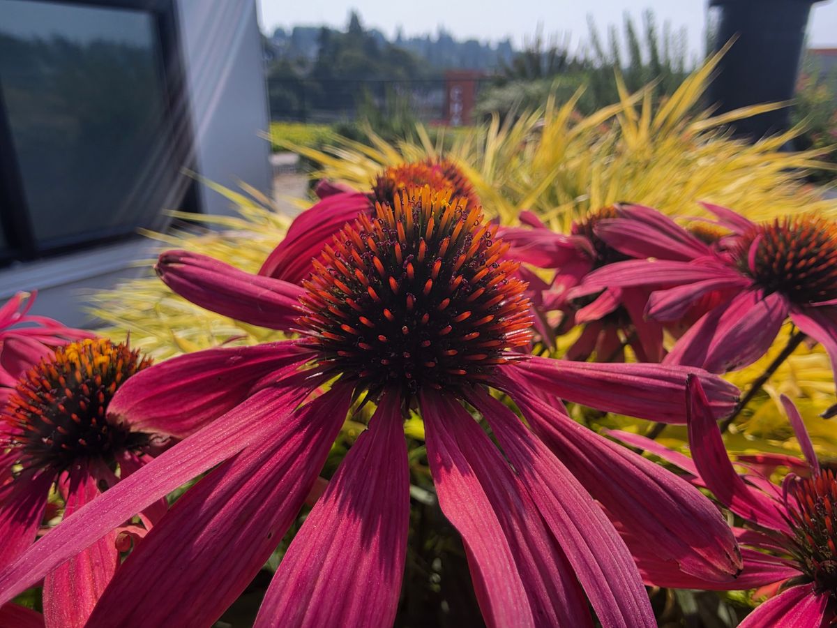Galaxy Z Fold 8 camera samples