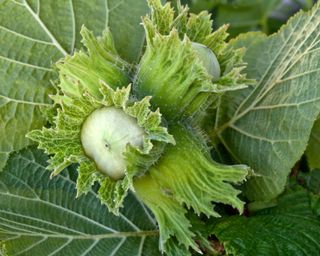 close up of an American hazelnut shrub (Corylus americana)