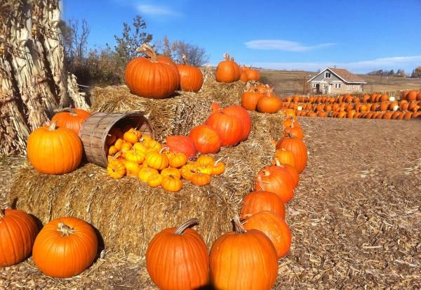 Pumpkins are everywhere in Boulder right now