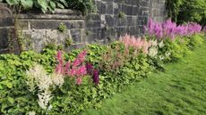 Pink, white, and orange astilbe growing in front of a sandstone wall
