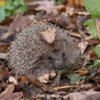 hedgehog among autumn leaves