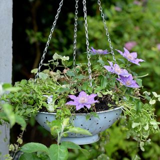 flower plant in hanging blue pot with chains