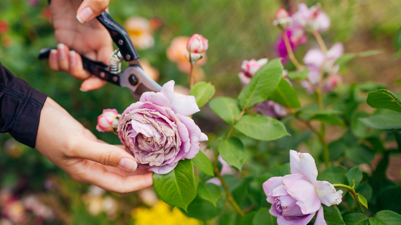 Woman&#039;s hand deadheading a flower