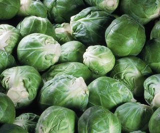 Brussels sprouts harvested from fully-grown plants