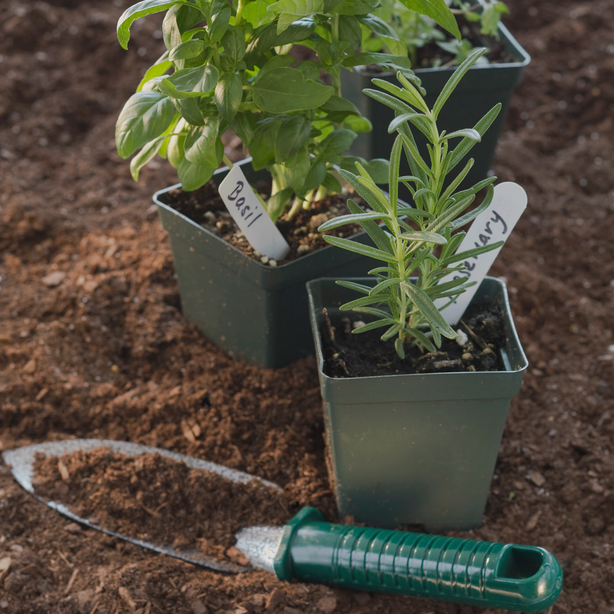 Rosemary plant in green pot by trowel