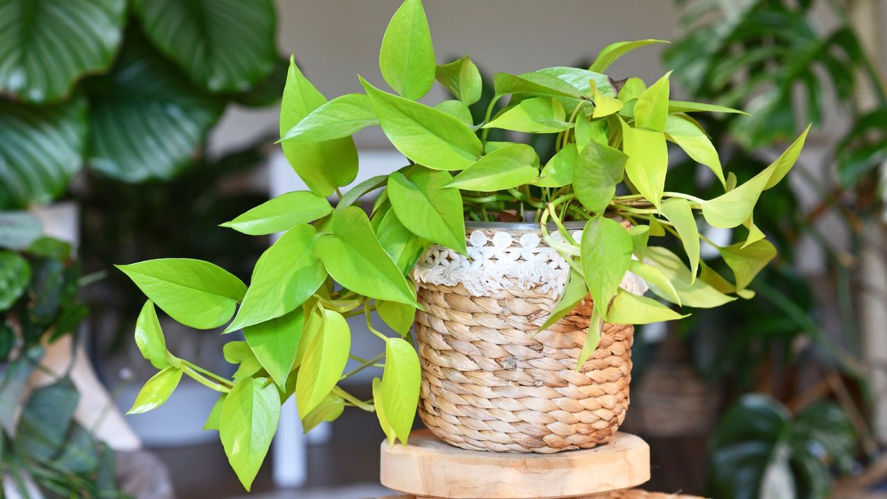 Bright green pothos in a basket