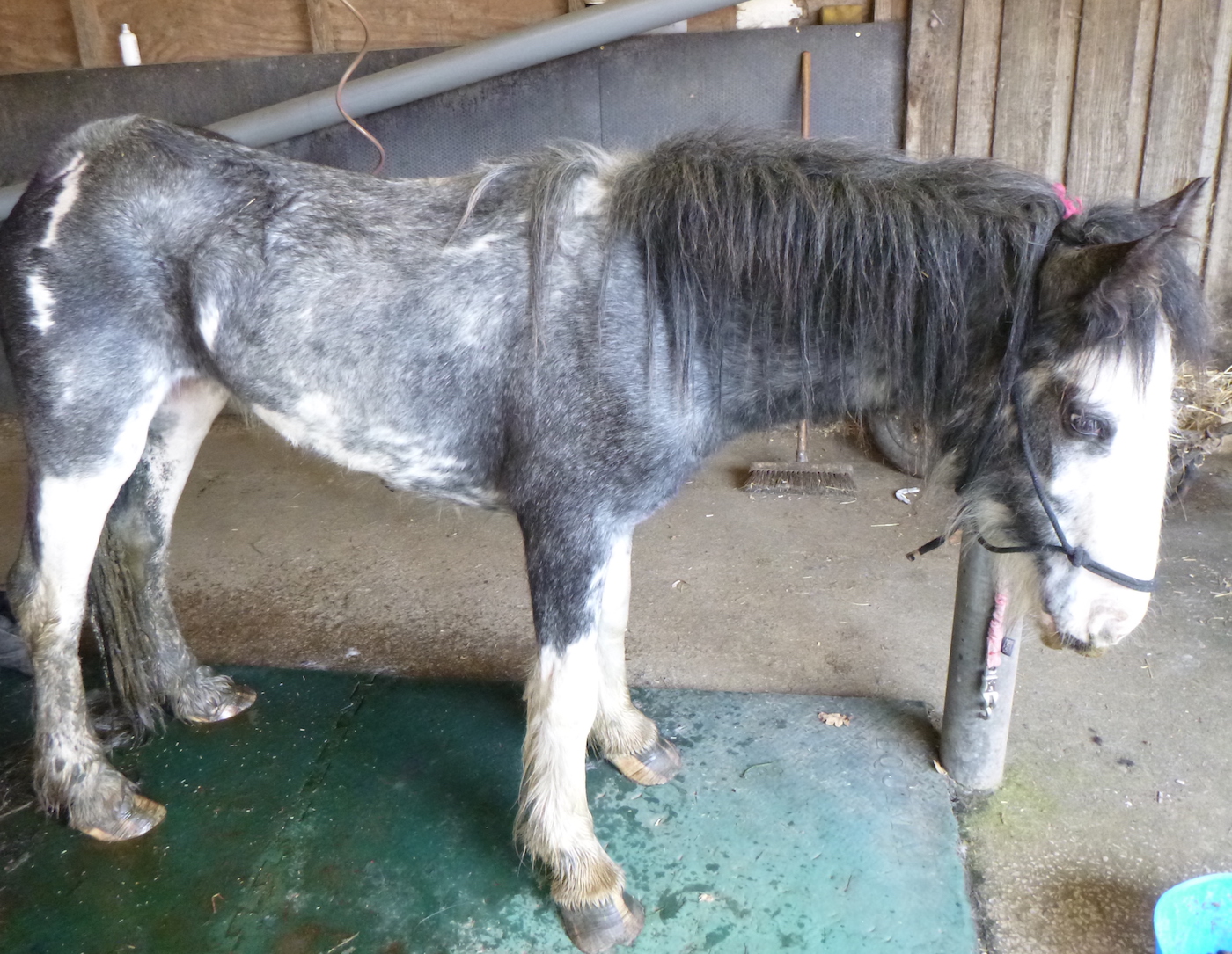 RSPCA-feature-image.jpg