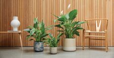 Wooden panelled wall with peace lily plants in containers with Wishbone chair to support an expert guide how to care for a peace lily