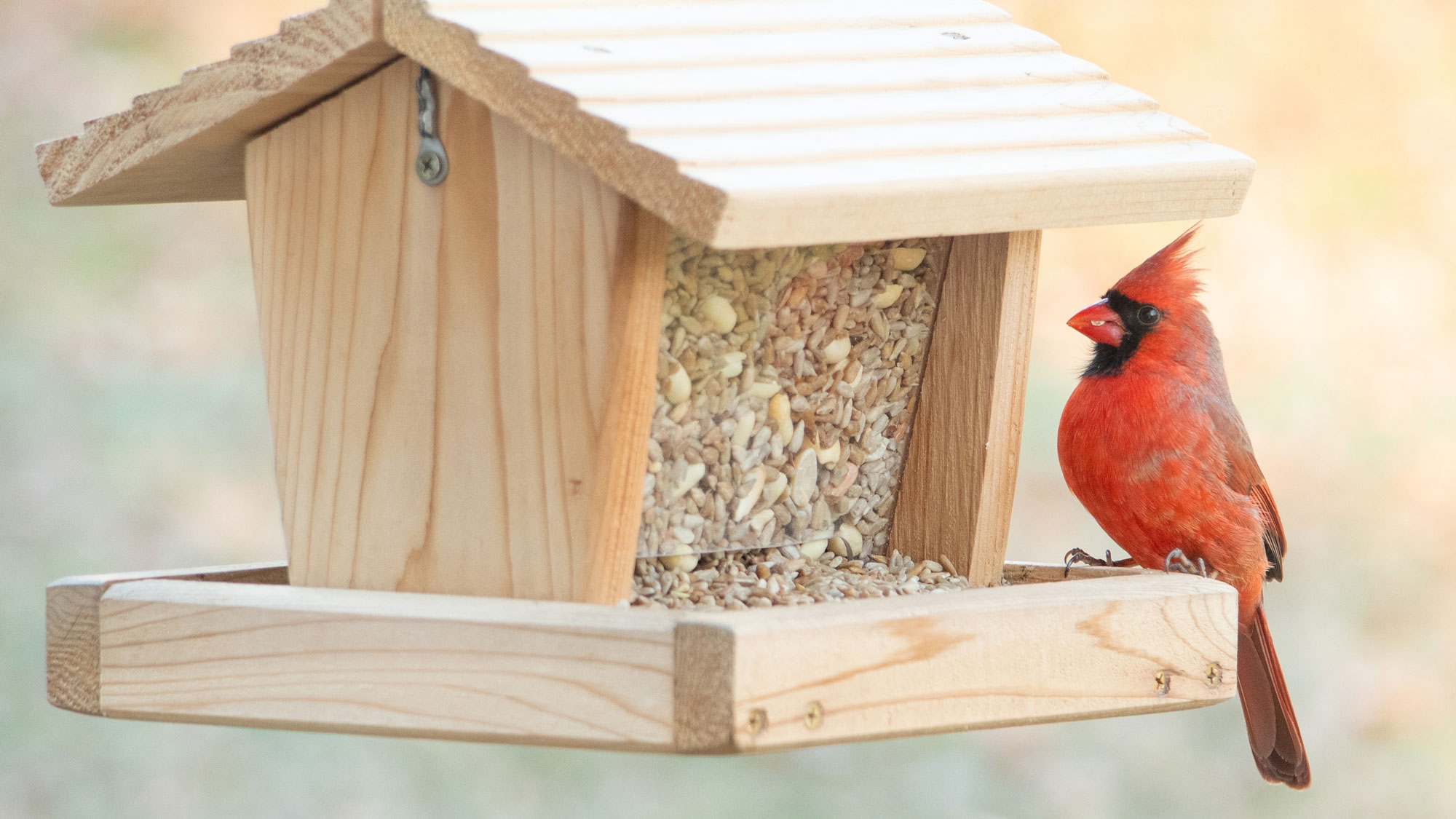 cardinal bird sitting on bird feeder in winter