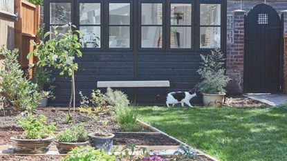 Cat walking next to navy blue painted wooden garden room behind raised beds filled with soil and potted plants