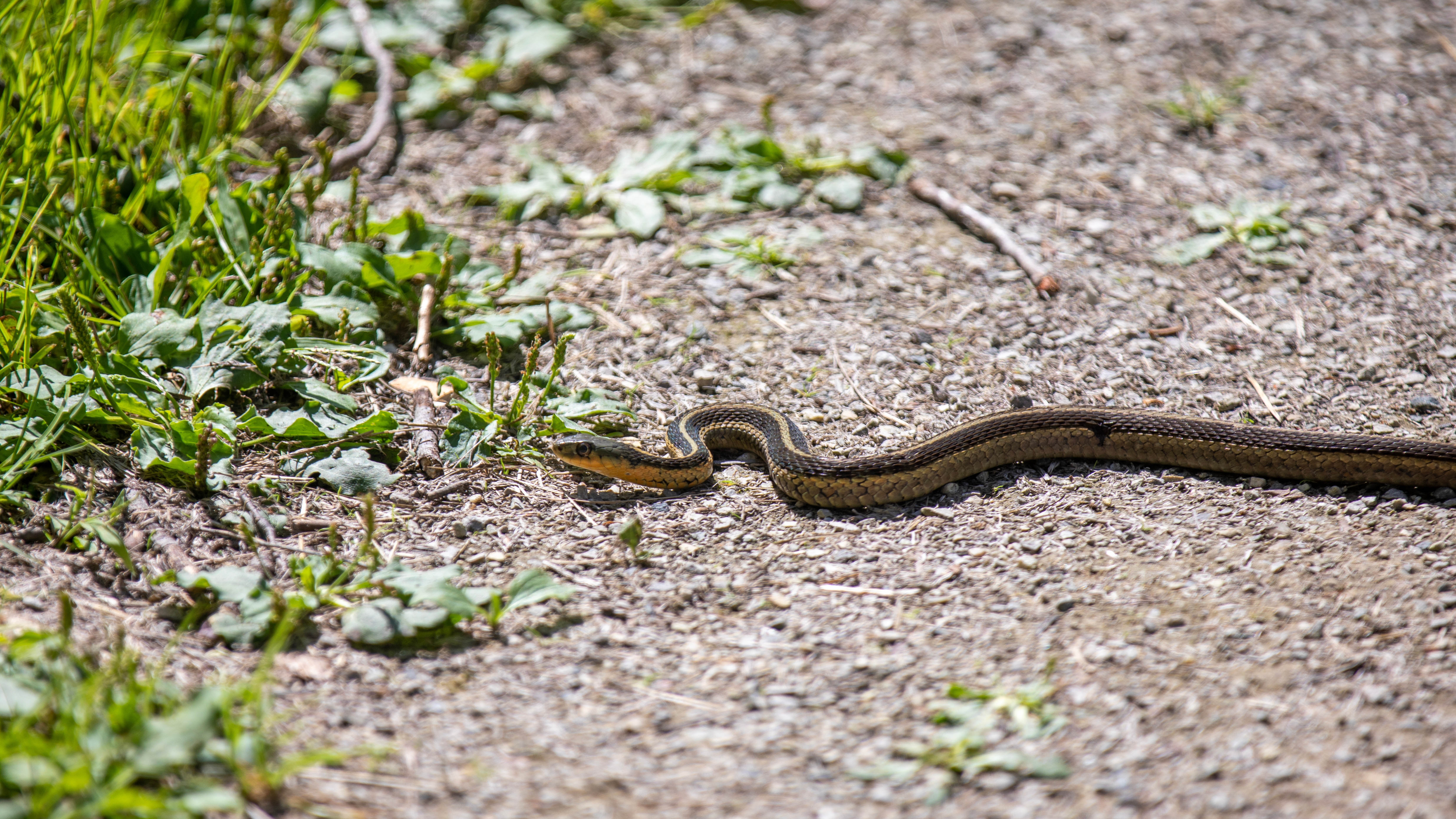Serpent sur le sol