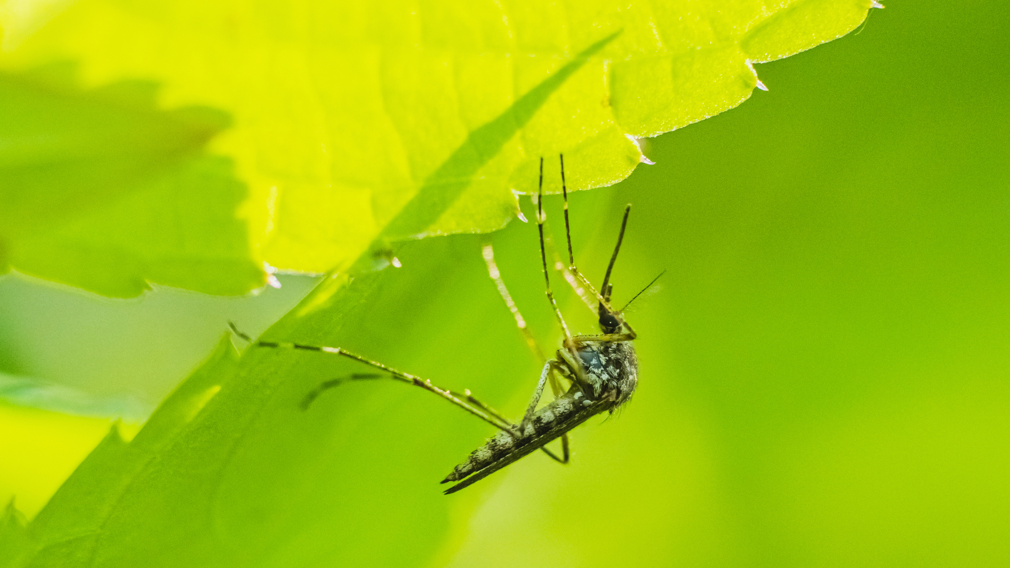 mosquito hiding under leaf