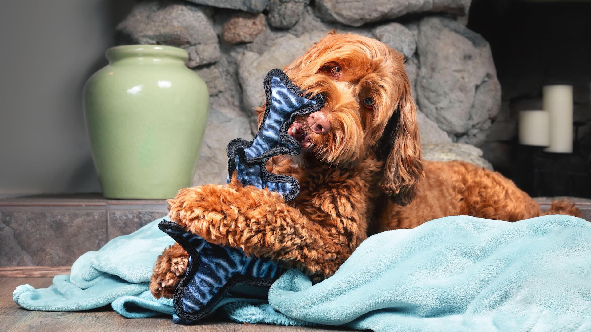 Labradoodle with chew toy