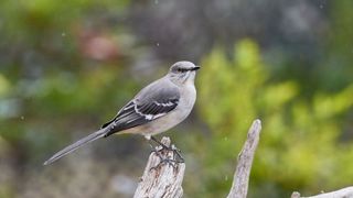 Northern Mockingbird