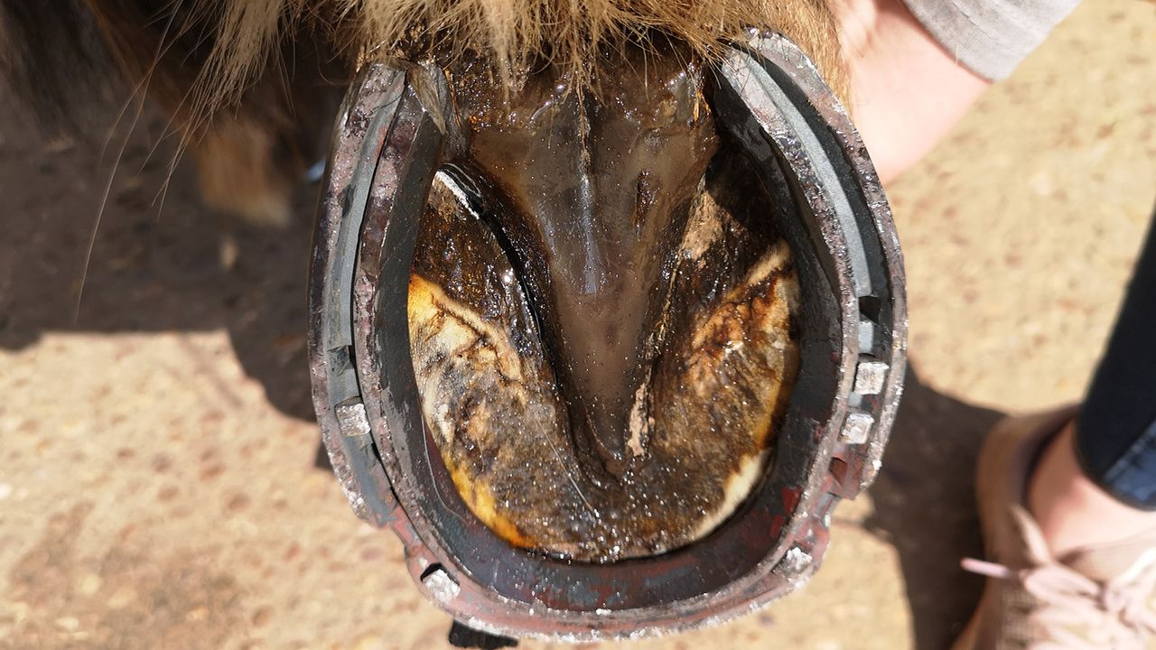 Equine America hoof balm on sole