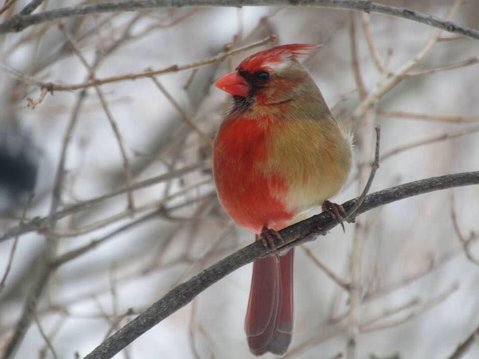 cardinal gynandromoprh