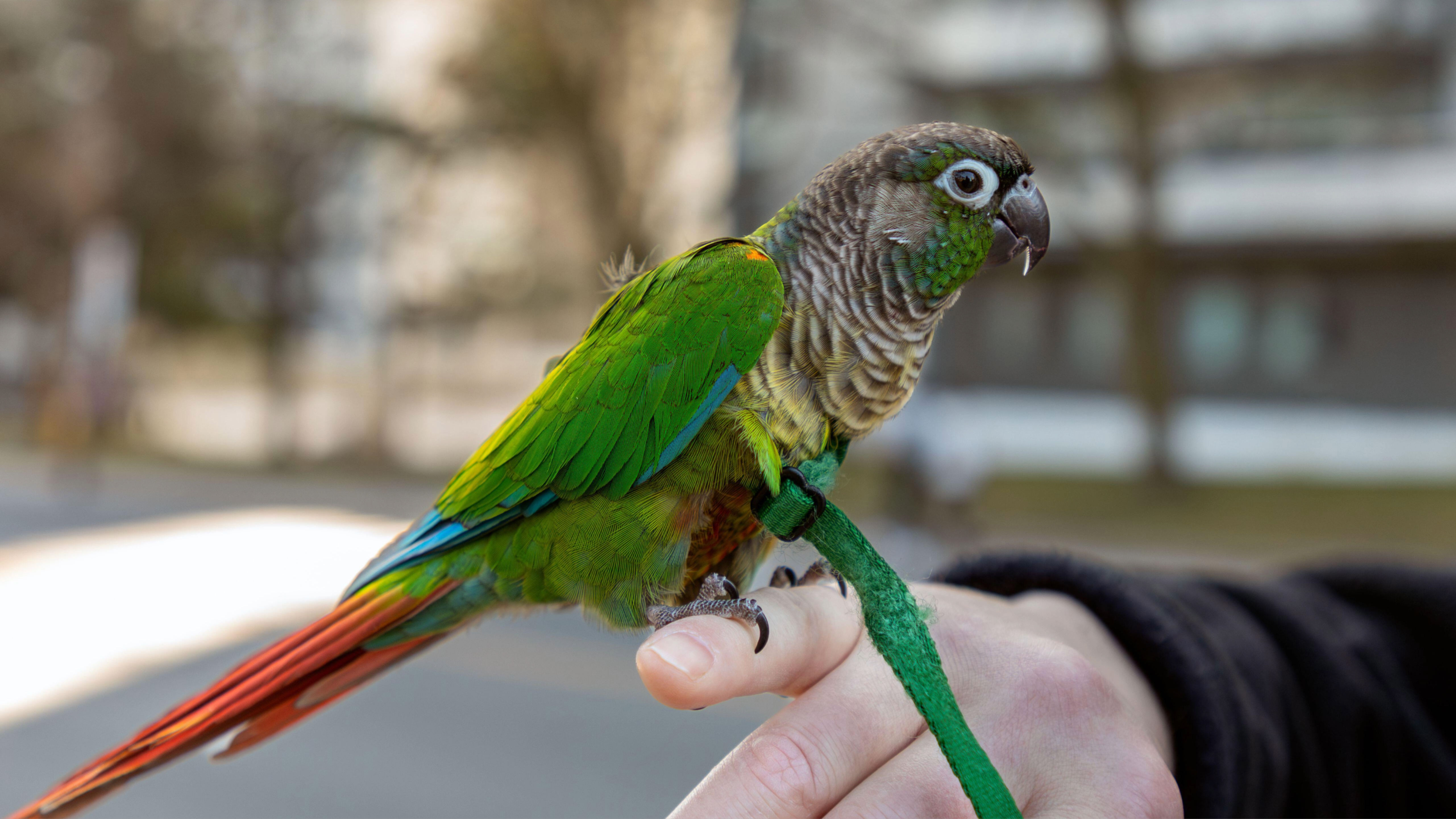 Green-Cheeked Conure