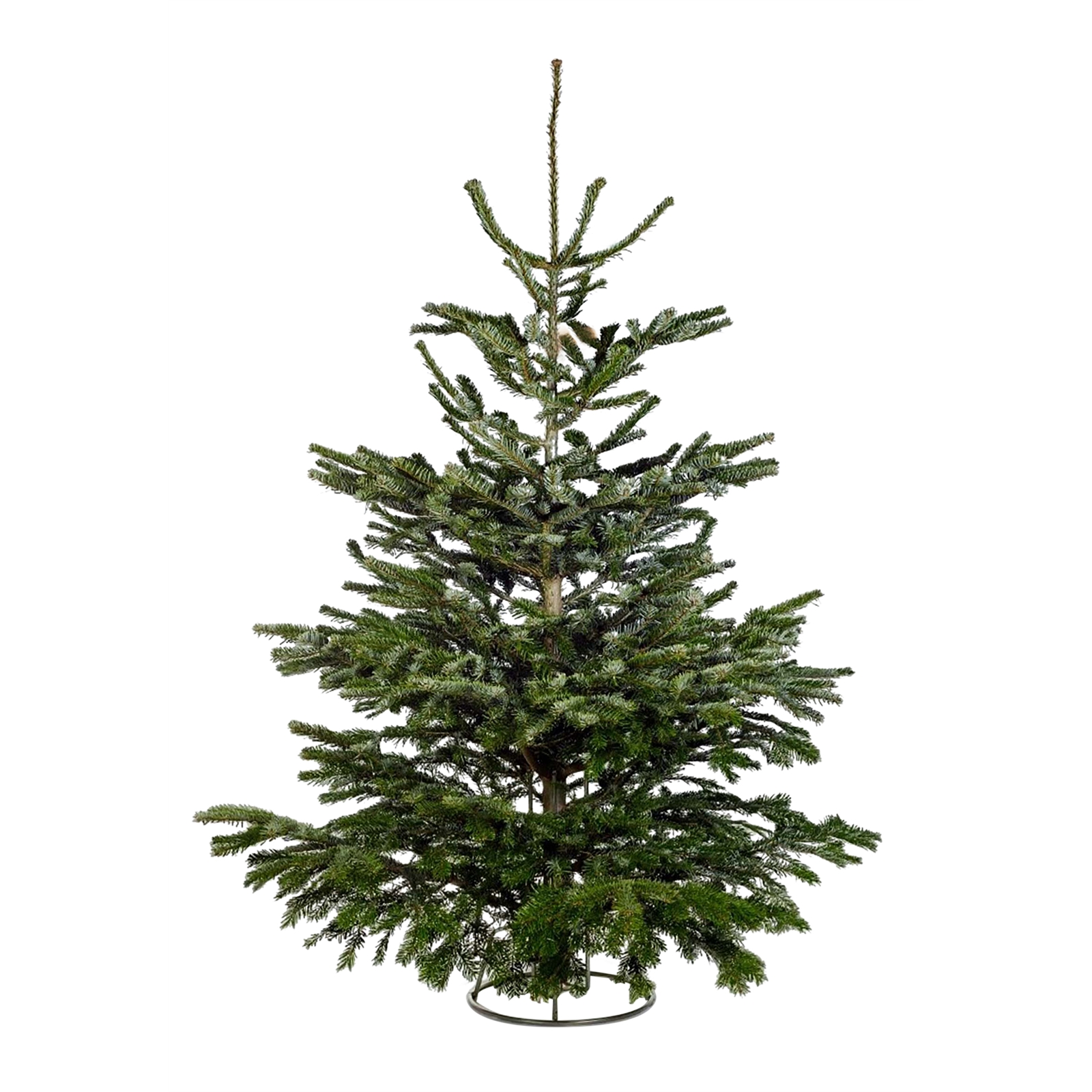 Homebase selling REAL Christmas trees at unbelievably low price Ideal