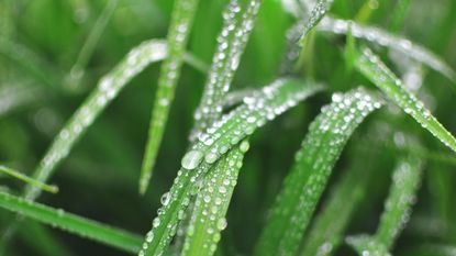 dewy green plants