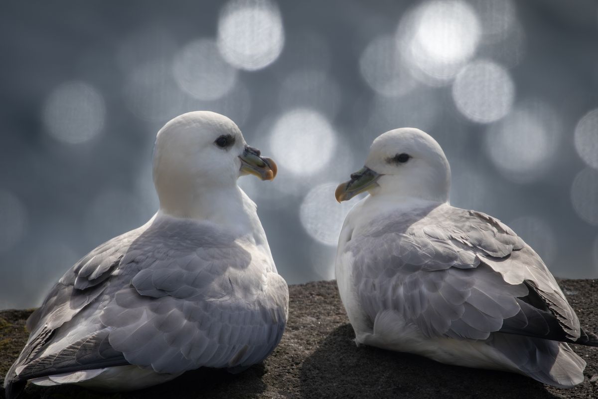Two white seabirds with gray wings sit closely together on a rocky surface, with a shimmering blue background